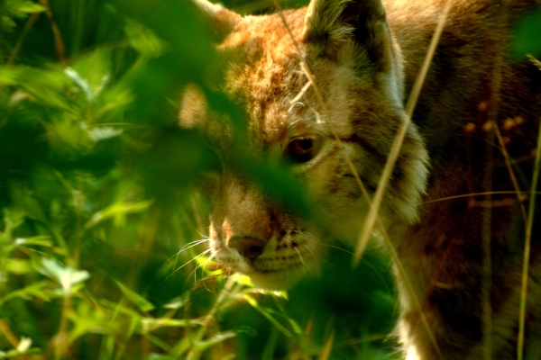 La lince nell'' Appennino centrale